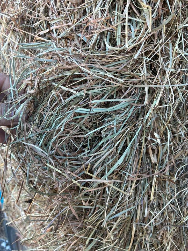 Foin 1ere qualite 120/90/240, Dieren en Toebehoren, Dierenvoeding, Vee, Ophalen