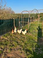 Poule de bresse haan, Dieren en Toebehoren, Pluimvee, Mannelijk, Kip