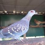 guinea duif, Animaux & Accessoires, Oiseaux | Pigeons, Plusieurs animaux, Autres espèces