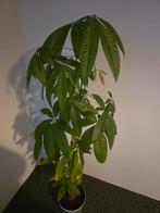 Geldboom pachira, Ophalen