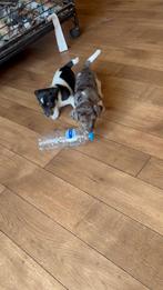 Des chiots Jack Russell super mignons, élevés à la maison !, Animaux & Accessoires, 8 à 15 semaines, Plusieurs, Éleveur | Loisir