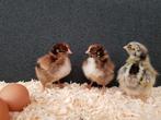 Kuikens te koop, Dieren en Toebehoren, Pluimvee