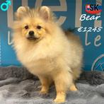 Bear, Magnifique Spitz - à vendre, Animaux & Accessoires, 15 semaines à 1 an, Chien (mâle), Hépatite contagieuse (maladie de Rubarth)
