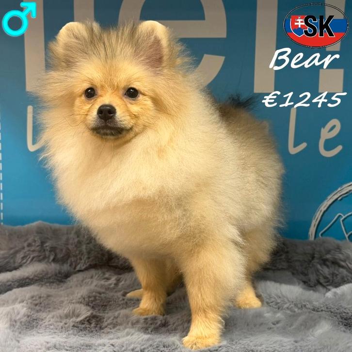 Bear, Magnifique Spitz - à vendre, Animaux & Accessoires, Chiens | Huskys, Loulous & Types primitifs, Chien (mâle), Autres races