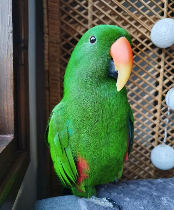 Gezocht wat oudere  edelpapegaai  man, Dieren en Toebehoren, Vogels | Parkieten en Papegaaien