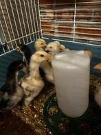 O shamo hint en jap kuikens, Dieren en Toebehoren