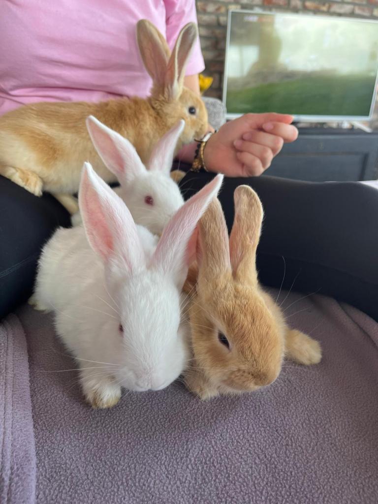 Tamme raszuivere Vlaamse reuzen, Sexe inconnu, Grand, 0 à 2 ans