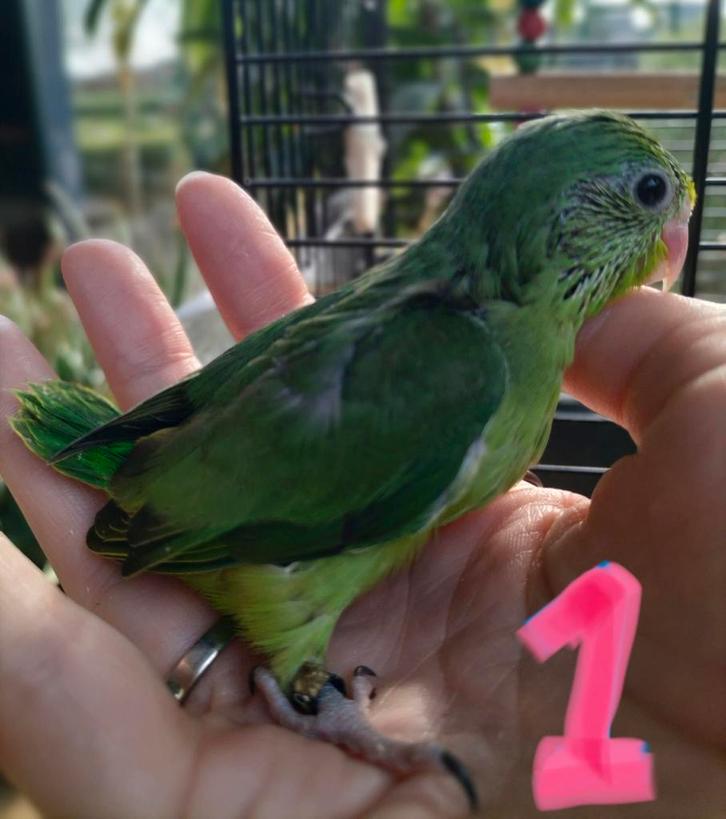 Forpus kuikens van week 8/2026, Animaux & Accessoires, Oiseaux | Perruches & Perroquets, Bagué