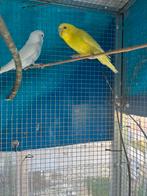 Koppel grasparkieten, Domestique