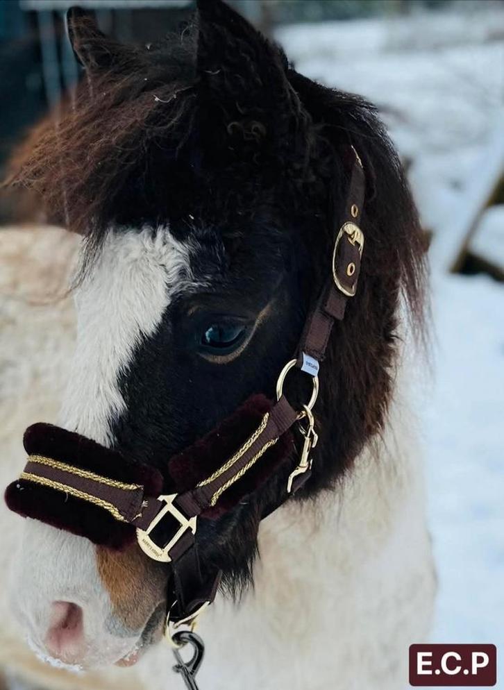Cheval bouclé/mini-chevaux frisés Cheval hypoallergénique fr, Animaux & Accessoires, Chevaux, Jument, L
