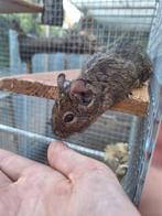 Jonge degoes verschillende kleurtjes, Mars, Domestique, Autres types, Plusieurs animaux