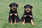 Chiots Rottweiler à vendre - Belges, Plusieurs, Belgique, Plusieurs animaux, 8 à 15 semaines
