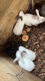 Vleeskonijnen te koop, Sexe inconnu, Grand, 0 à 2 ans