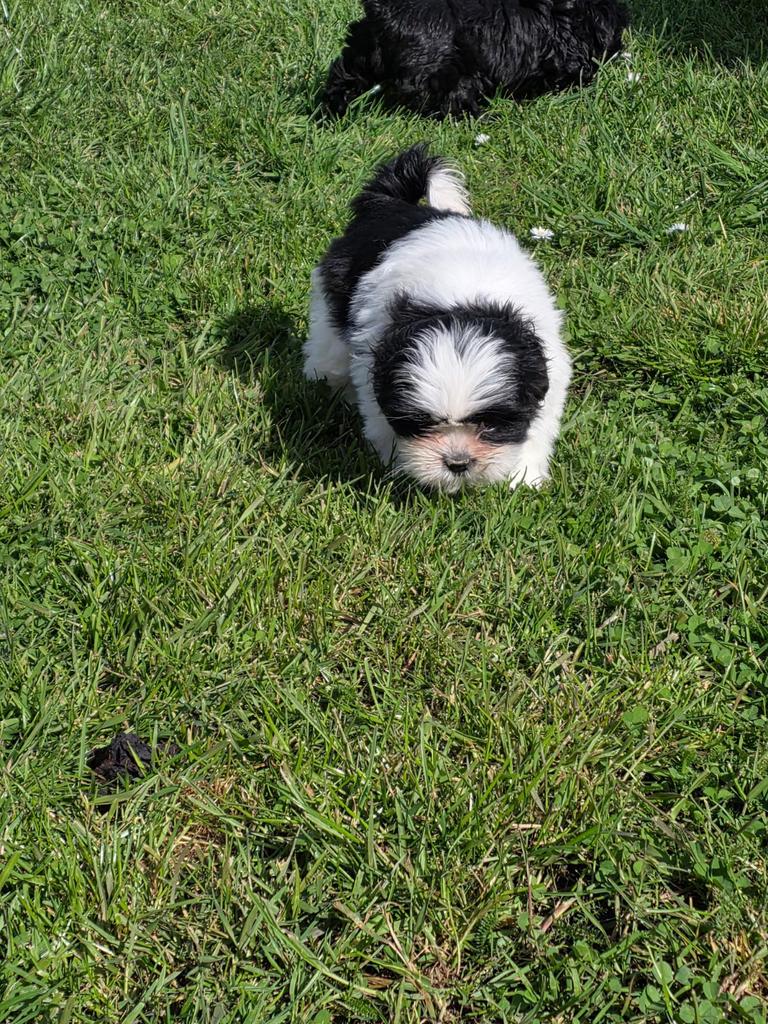 Mooi shih tzu puppy’s, Parvo, België, Overige rassen, 8 tot 15 weken