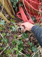 Slangen water standpijp, Enlèvement