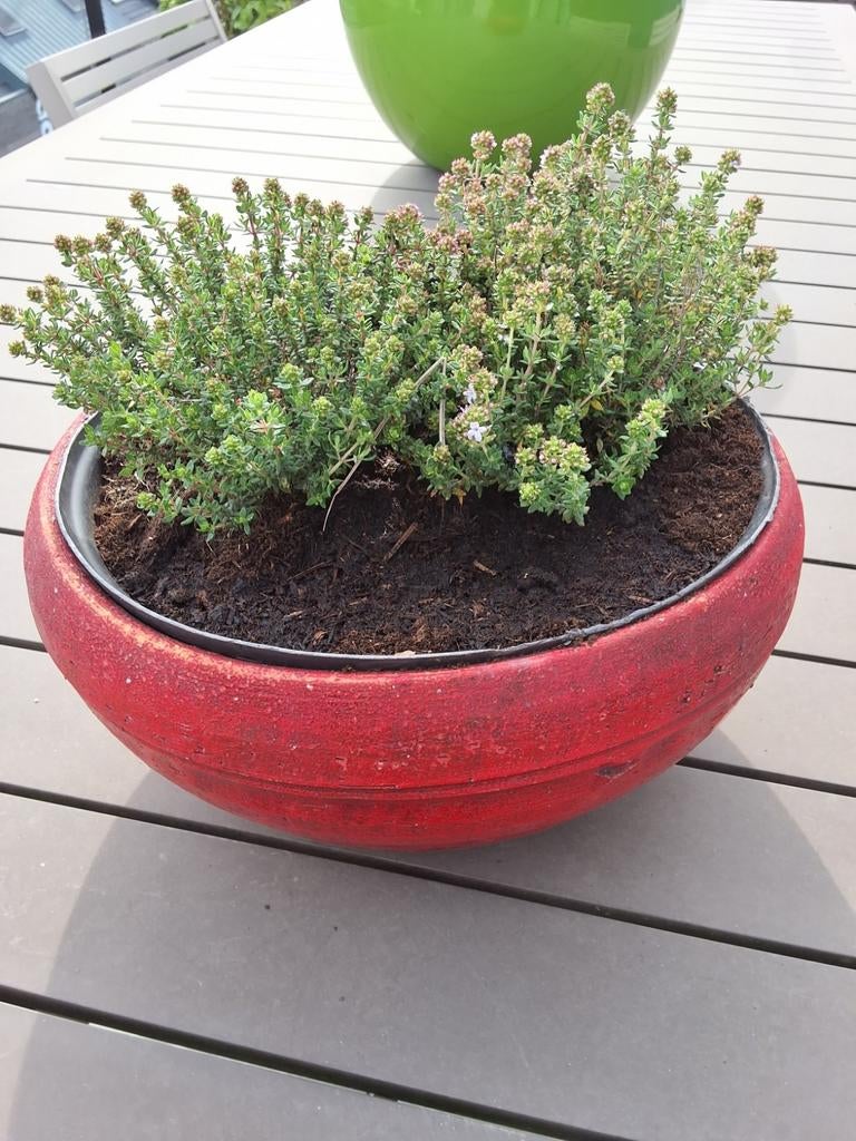 Plant de thym avec poterie rouge en cache-pot, Enlèvement