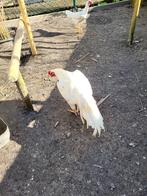 Broedeieren witte o shamo, Dieren en Toebehoren, Pluimvee