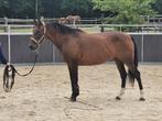 Lieve merrie te koop!, Dieren en Toebehoren, Paarden, Minder dan 160 cm, B, Dressuurpaard, 11 jaar of ouder