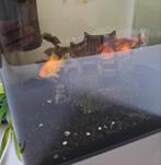 GRATIS 2 goudvissen, Poisson(s) rouge(s)