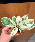 Ficus microcarpa “Albomarginata”, Maison & Meubles, Plantes d'intérieur, Enlèvement ou Envoi, Ficus