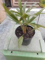 planten, Tuin en Terras, Overige soorten, Vaste plant, Ophalen of Verzenden, Halfschaduw