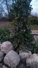 Prunus lusitanica, Tuin en Terras, Planten | Bomen, Ophalen