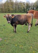 Jersey, Dieren en Toebehoren, Runderen