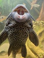 Pleco zoekt nieuw huisje, Dieren en Toebehoren