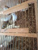 Witte kanaries  20euro stuk  nog 5 kweekrype koppels