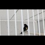 Suite accident Tarin noir Bolivie 2025 +ADN MÂLE prêt reprod, Animaux & Accessoires, Oiseaux | Oiseaux Autre, Mâle, Oiseau chanteur sauvage