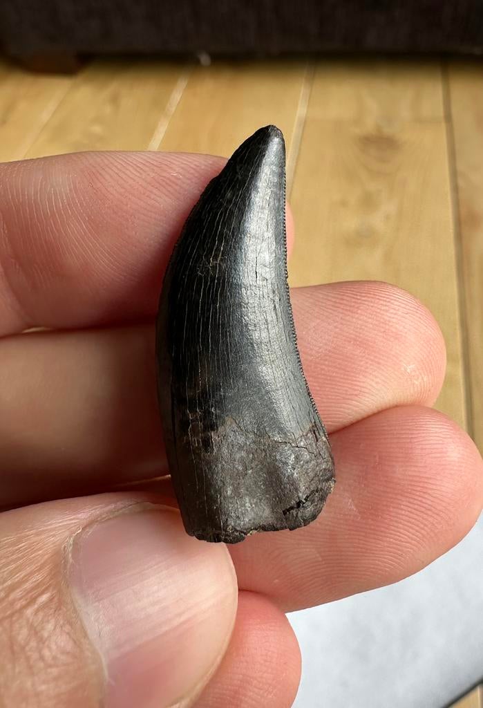 Nanotyrannus-tand van topkwaliteit, Verzamelen, Mineralen en Fossielen, Ophalen of Verzenden, Fossiel