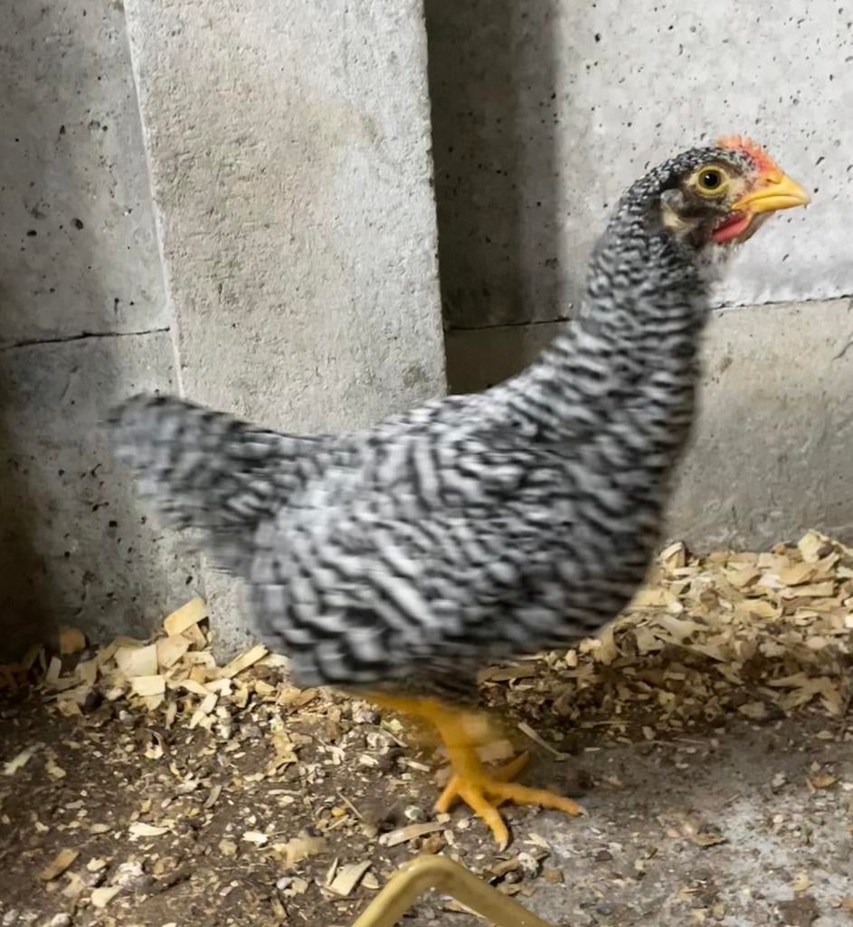 Zuiver Amrock haantje 6 weken oud gratis, Animaux & Accessoires, Volatiles, Mâle, Poule ou poulet