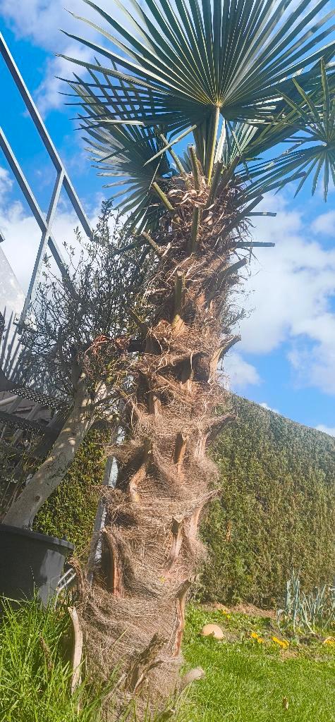 Palmier 2,4M Trachicarpus Fortunei, Jardin & Terrasse, Plantes | Arbres, Palmier, 100 à 250 cm, Enlèvement