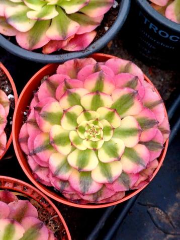 Aeonium sp.'Pink Moonchan' beschikbaar voor biedingen