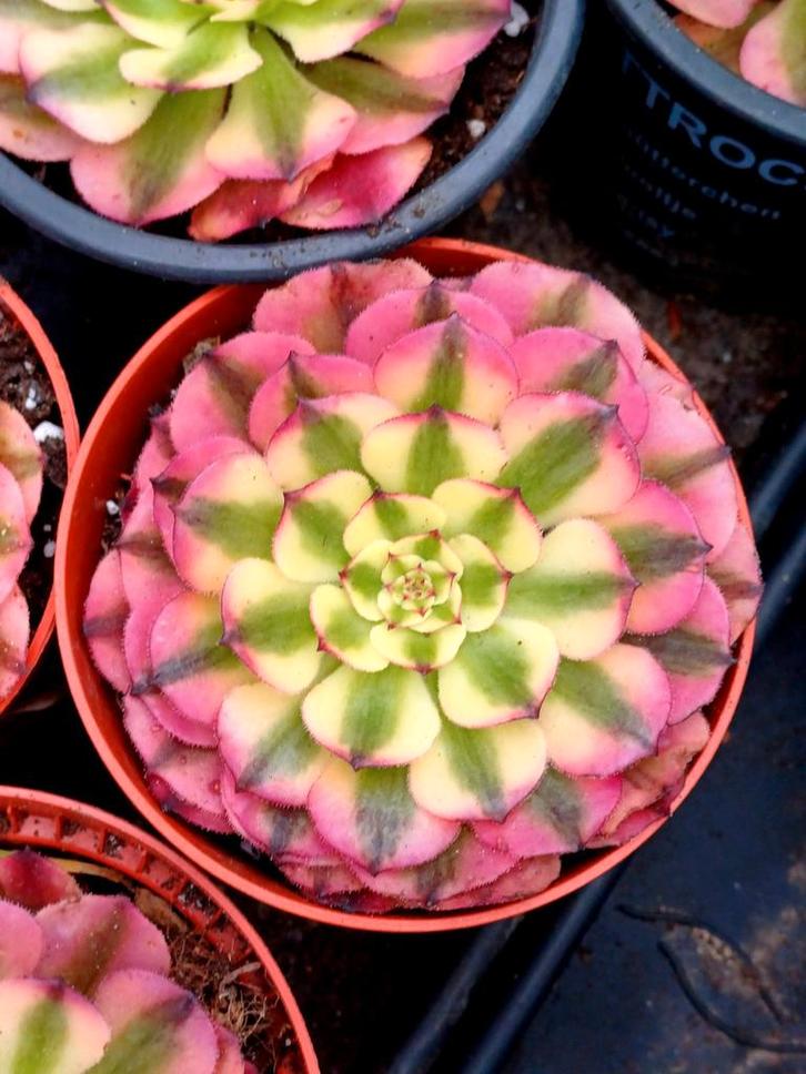 Aeonium sp.'Pink Moonchan', Huis en Inrichting, Kamerplanten, Vetplant, Ophalen of Verzenden