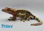 Rtb wimpergekkoman, Dieren en Toebehoren, Reptielen en Amfibieën, Overige soorten, Tam, 0 tot 2 jaar