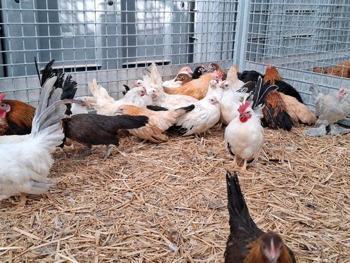 sierkippen hollandse kriel, sabelpoot chabo, Dieren en Toebehoren, Pluimvee