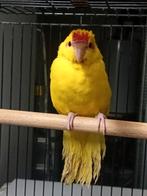 Kakarikis, Dieren en Toebehoren