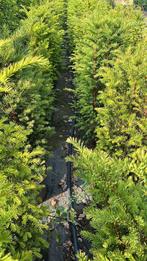Mooie volle Taxus baccata 80-100 uit pot Oisterwijk, Ophalen of Verzenden, Taxus, Haag