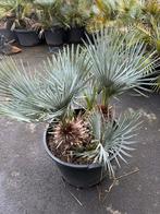Chamaerops humilis Cerifera, Jardin & Terrasse, Enlèvement