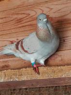 Mooie en gezonde duiven 10€ per stuk, Dieren en Toebehoren