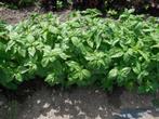 Basilic Frais San Genovee, Ophalen