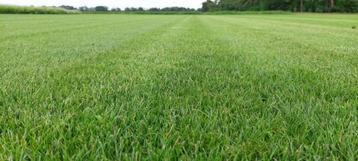 Graszoden op rol beschikbaar voor biedingen