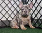 Bouledogue francais, België, Fokker | Hobbymatig, Reu, CDV (hondenziekte)
