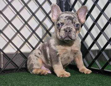 Bouledogue francais, Chien (mâle), Belgique, 8 à 15 semaines, Bouledogue
