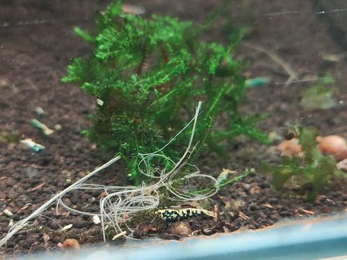 Galaxy Fishbone / BOA Caridina Garnalen, Dieren en Toebehoren, Vissen | Aquariumvissen