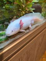 2 mannelijke axolotls