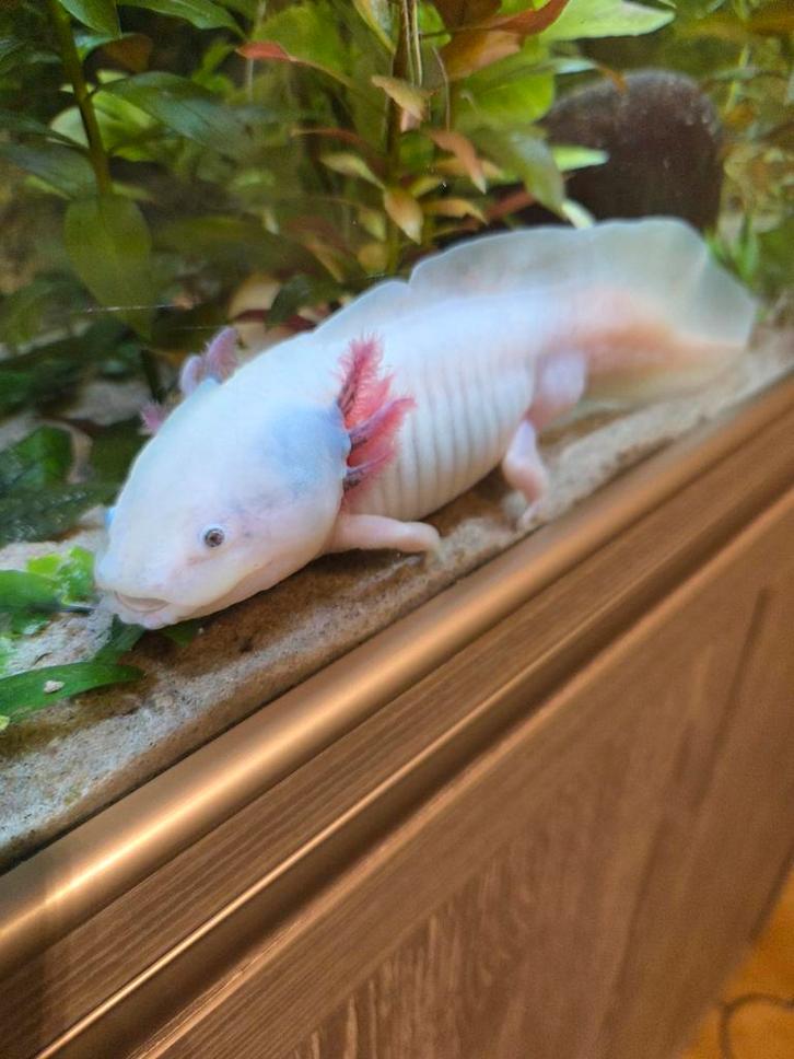2 mannelijke axolotls, Dieren en Toebehoren, Reptielen en Amfibieën