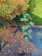 Esdoornboompje, Enlèvement