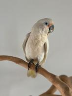 Prachtige zeer tamme Goffine kaketoe jong van 2025, Dieren en Toebehoren, Tam